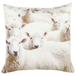 Schapen