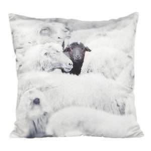 Black Sheep