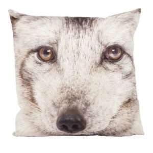 Greyfox
